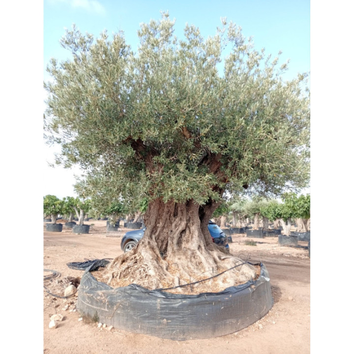 Olea europaea REF50  - L11001