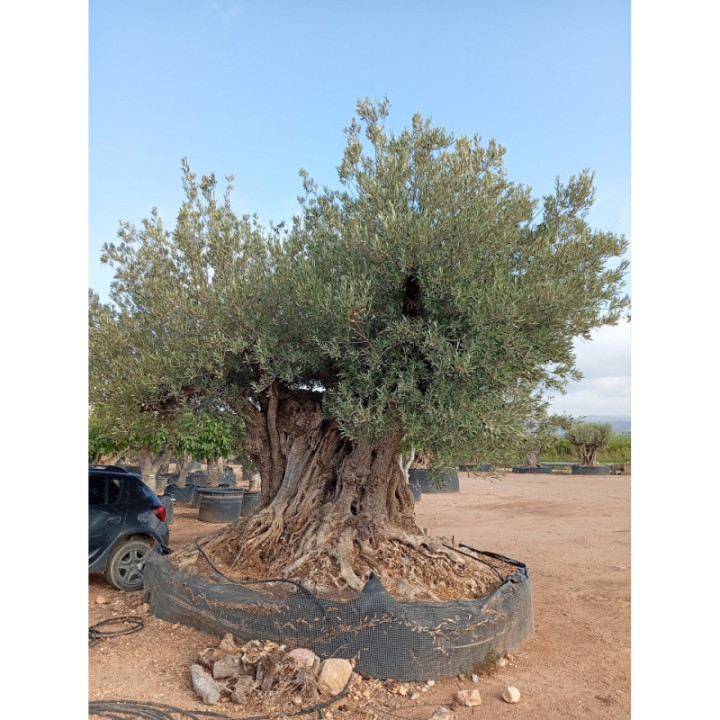 Olea europaea REF50  - L11001