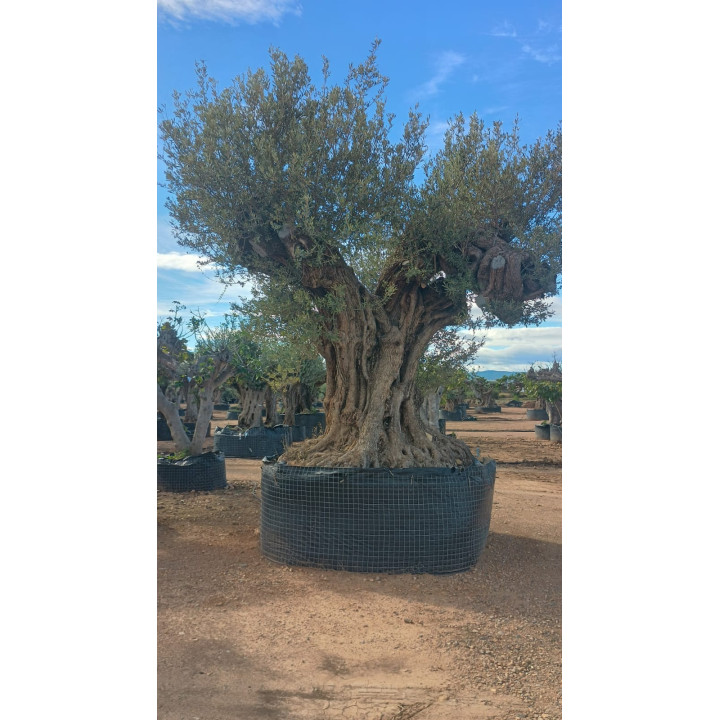 Olea europaea REF50 - L10001
