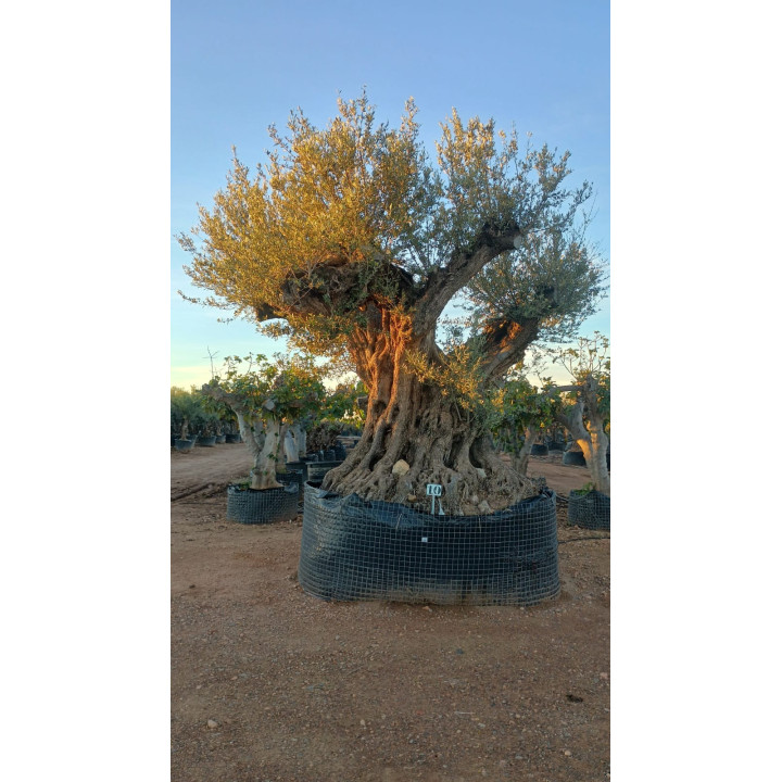 Olea europaea REF50 - L10001