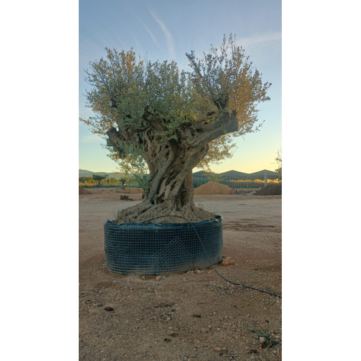 Olea europaea REF50 - L10001