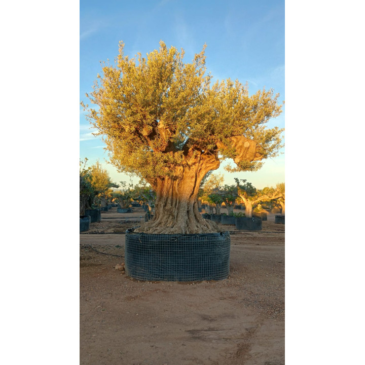 Olea europaea REF50 - L10001