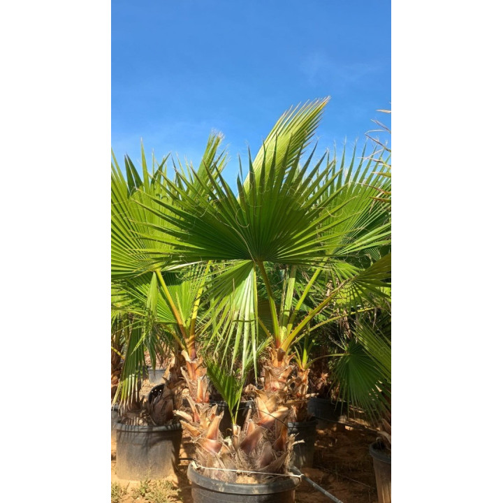 WHM40