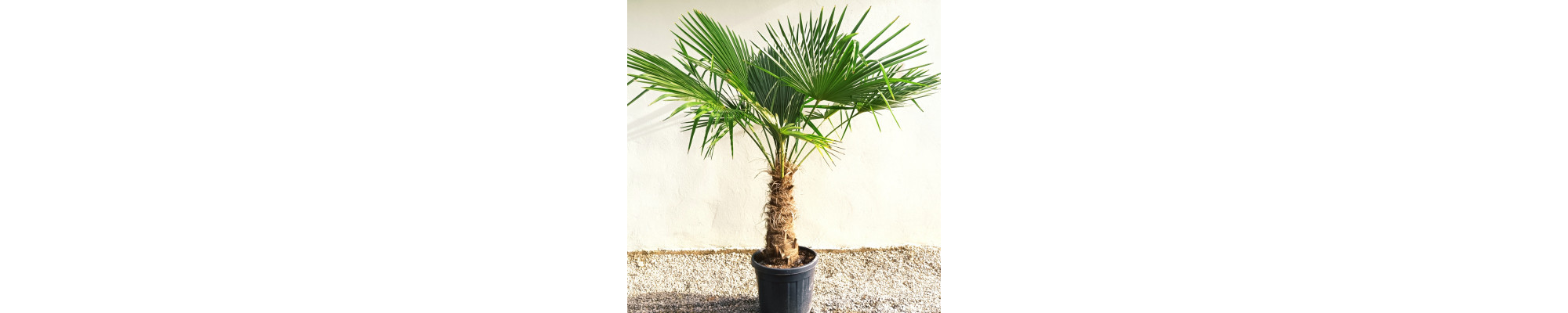 Palme