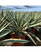 Plantas Mediterráneas